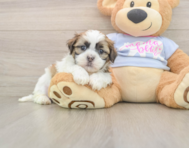 8 week old Teddy Bear Puppy For Sale - Premier Pups