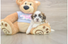 Best Teddy Bear Baby