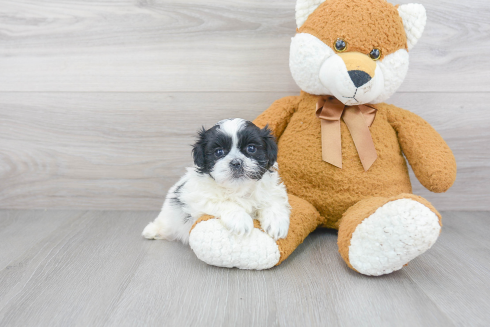 Teddy Bear Pup Being Cute