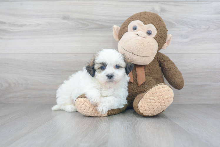 Teddy Bear Pup Being Cute