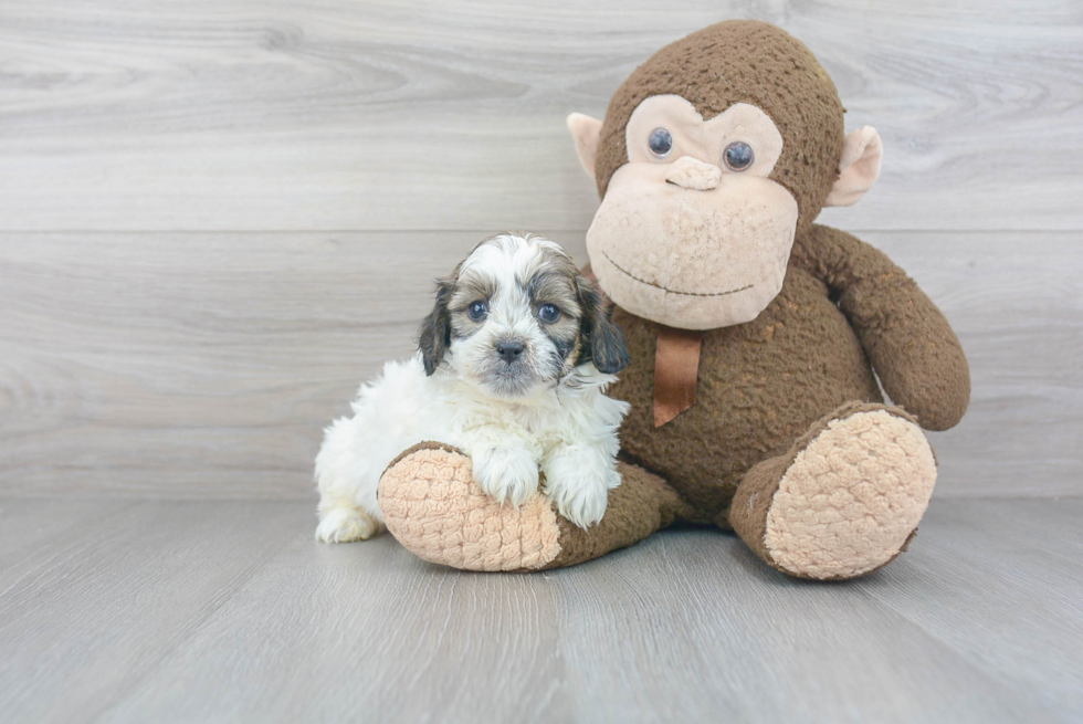 Small Teddy Bear Baby