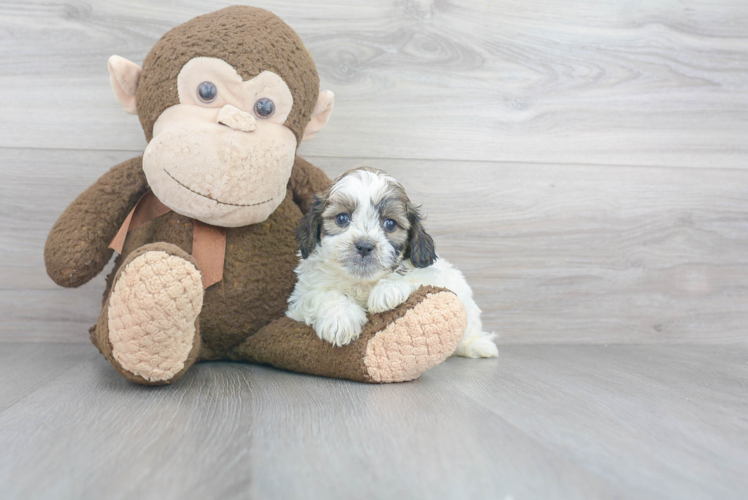 Best Teddy Bear Baby
