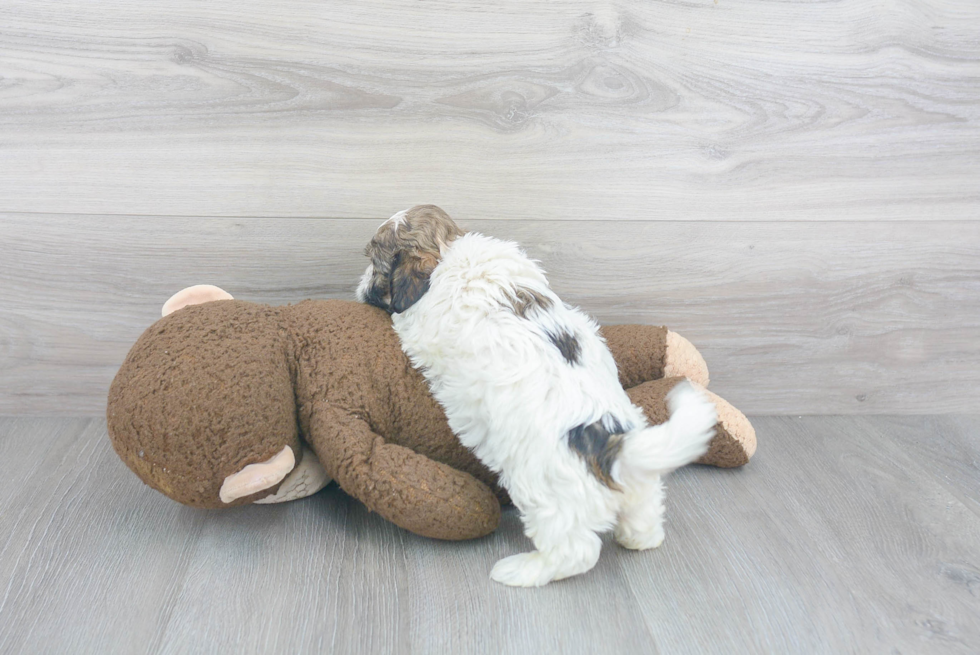 Friendly Teddy Bear Baby