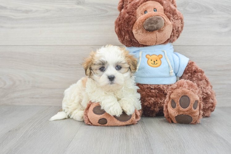 Teddy Bear Pup Being Cute