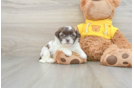 Teddy Bear Puppy for Adoption