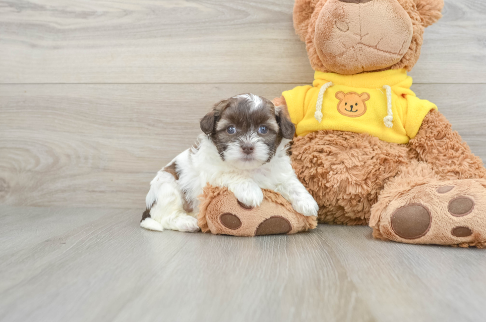 5 week old Teddy Bear Puppy For Sale - Premier Pups