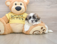 5 week old Teddy Bear Puppy For Sale - Premier Pups