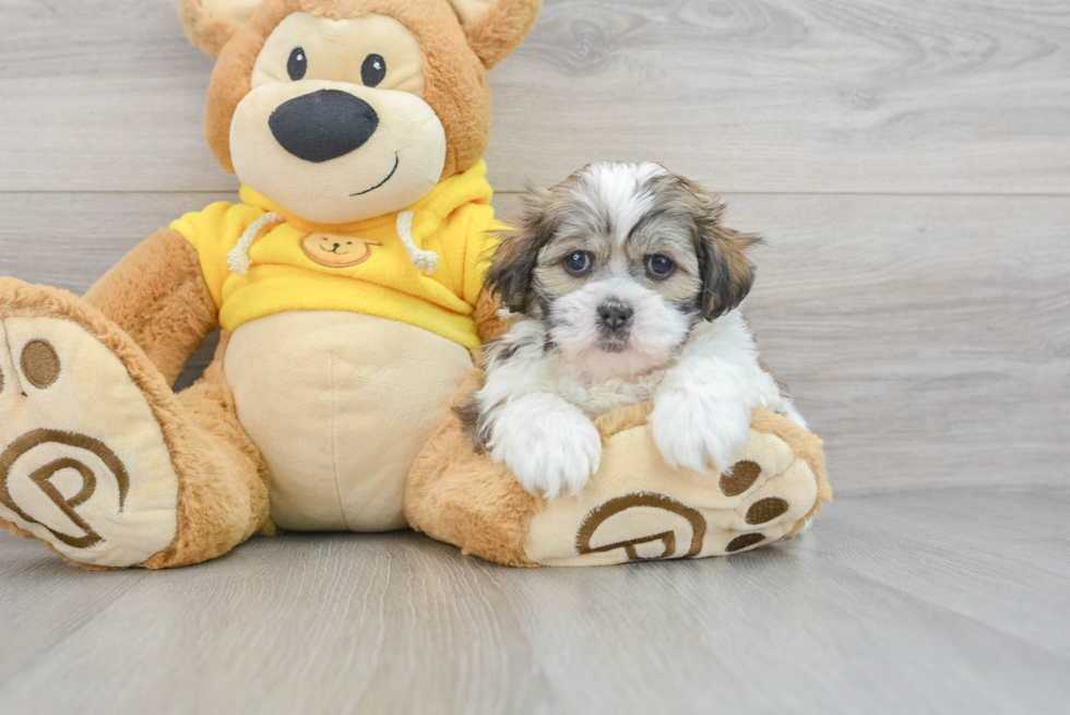 Petite Teddy Bear Designer Pup