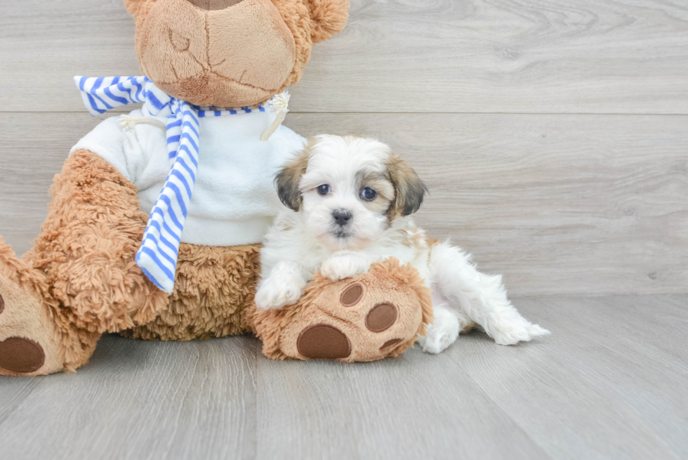 Funny Teddy Bear Designer Pup