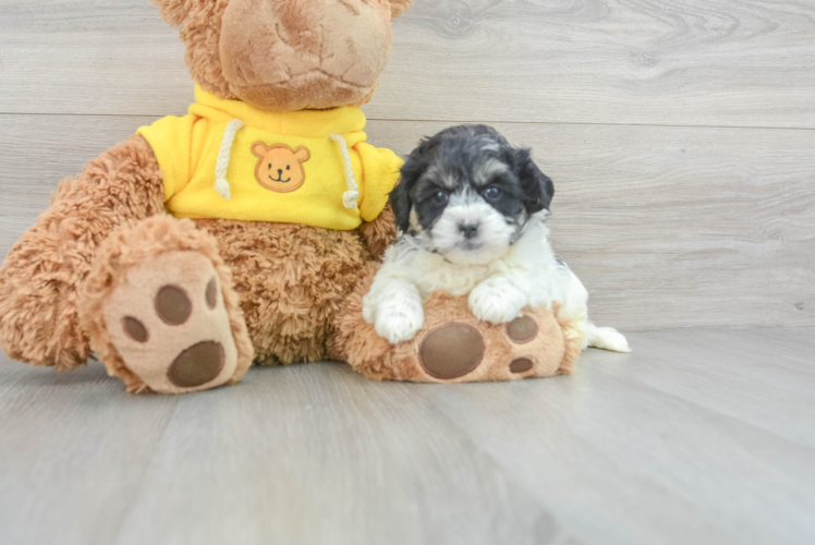 Petite Teddy Bear Designer Pup