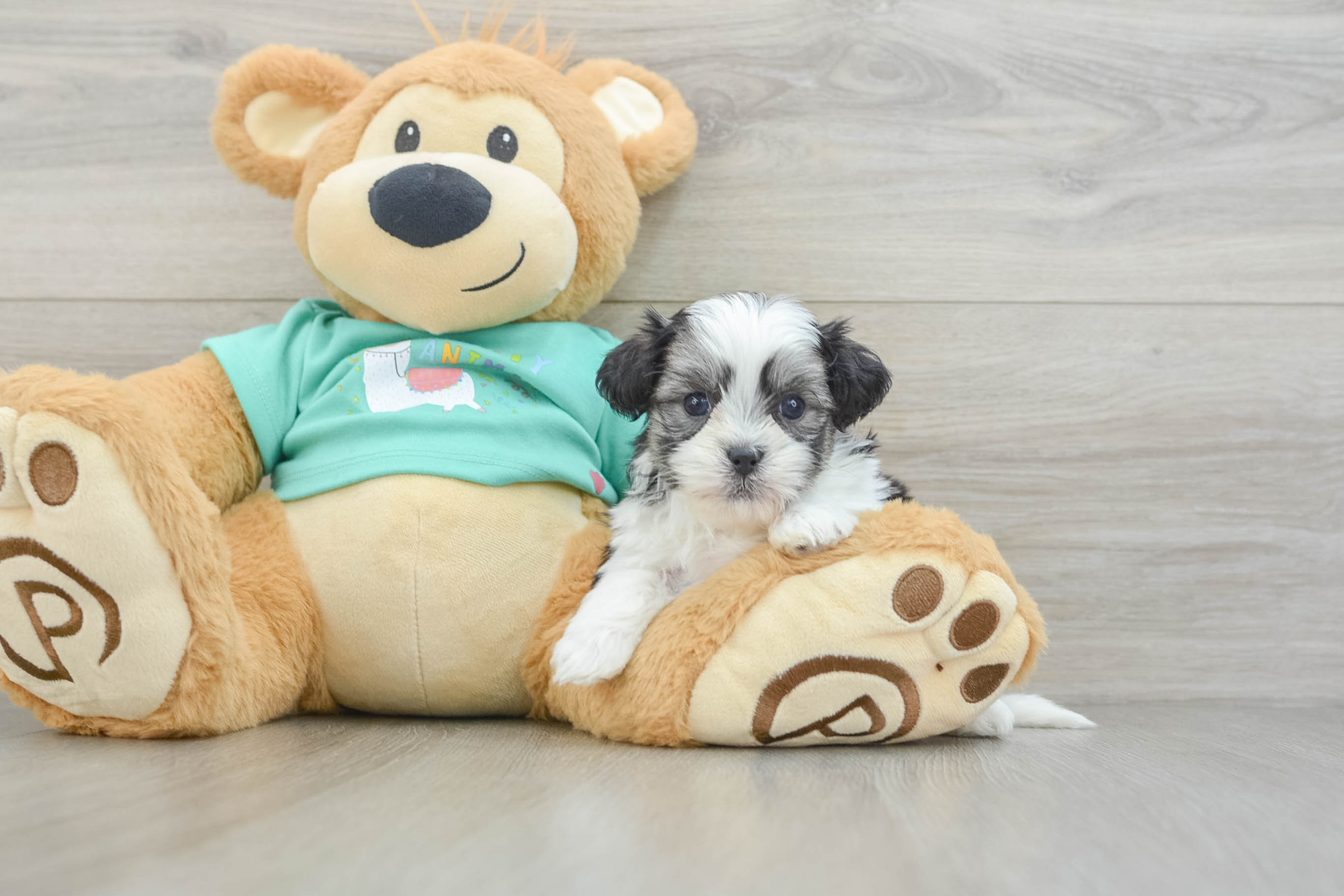 Funny Teddy Bear Designer Pup