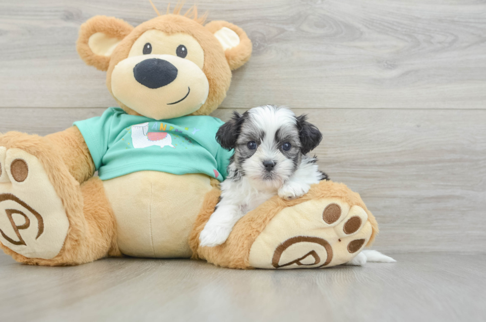 5 week old Teddy Bear Puppy For Sale - Premier Pups