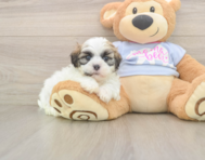 8 week old Teddy Bear Puppy For Sale - Premier Pups