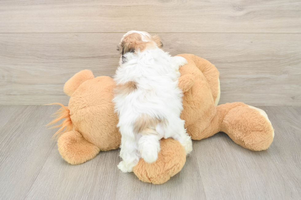 Cute Teddy Bear Baby