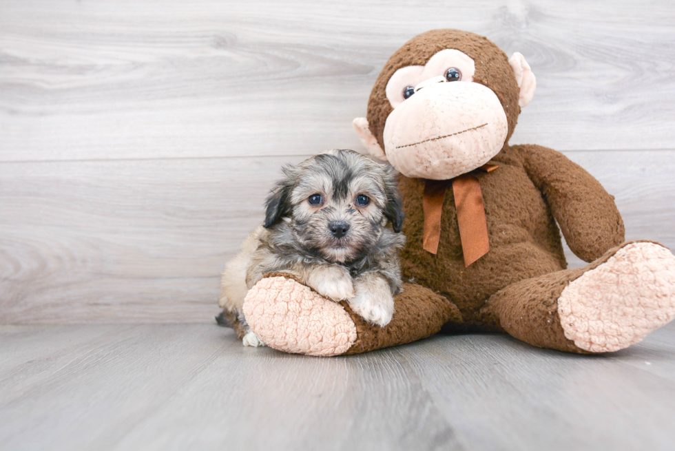 Teddy Bear Pup Being Cute