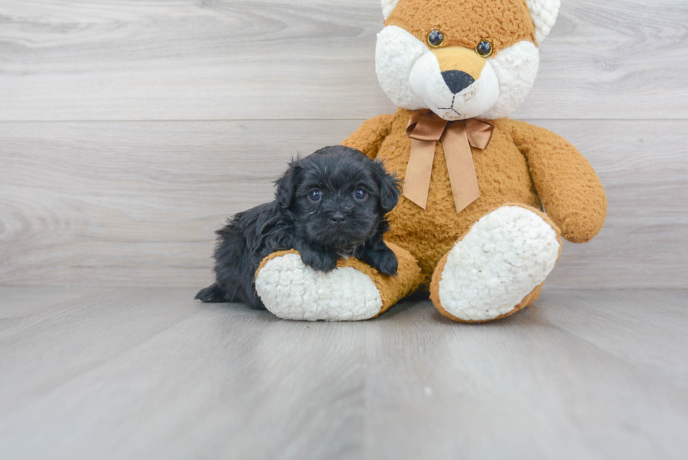 Teddy Bear Pup Being Cute