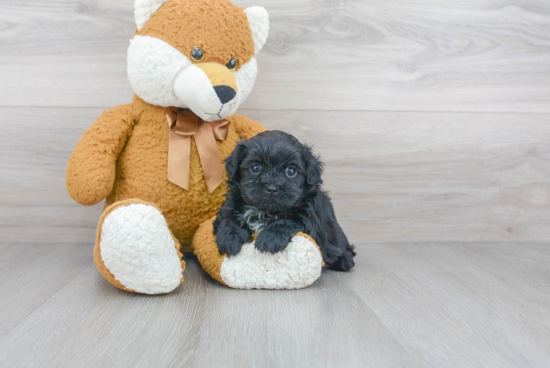 Fluffy Teddy Bear Designer Pup