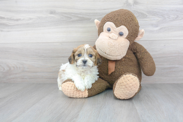 Teddy Bear Pup Being Cute