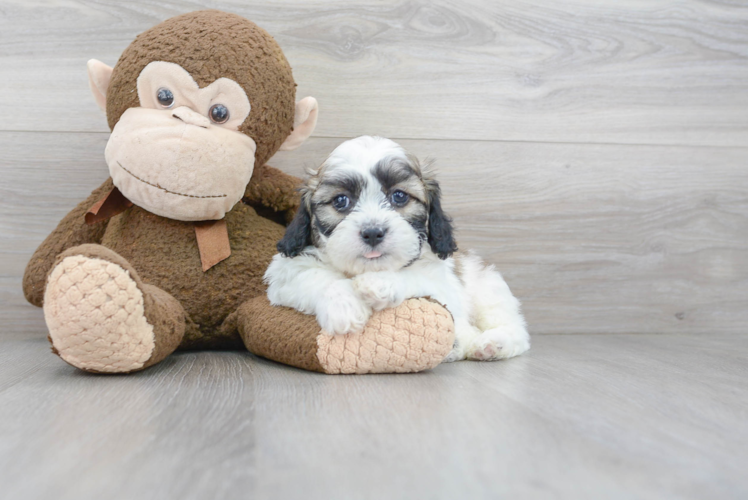Best Teddy Bear Baby