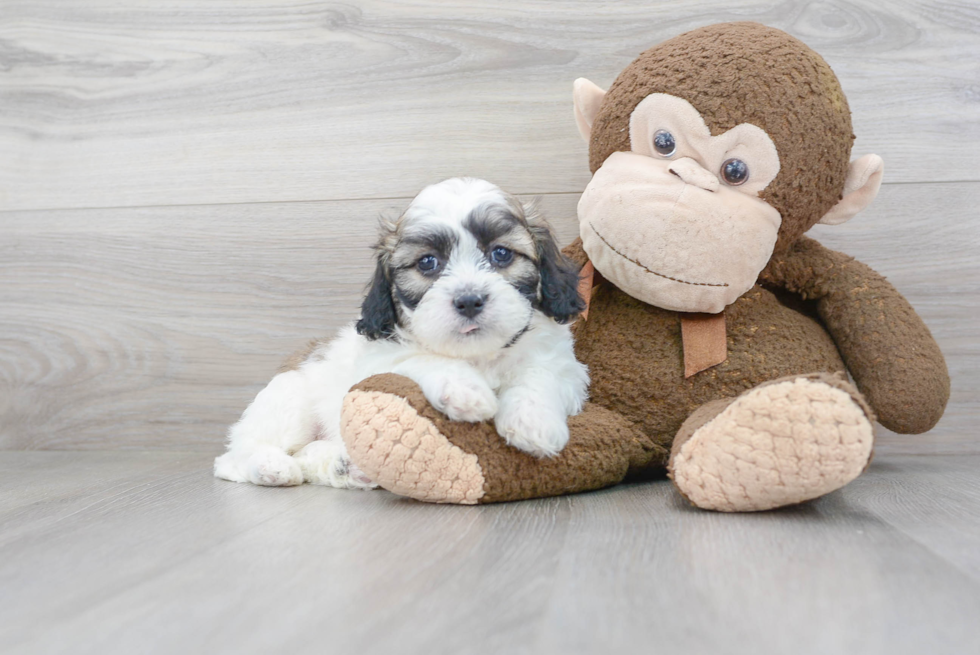 Teddy Bear Pup Being Cute