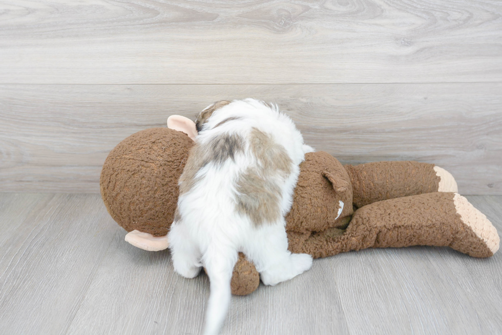 Funny Teddy Bear Designer Pup