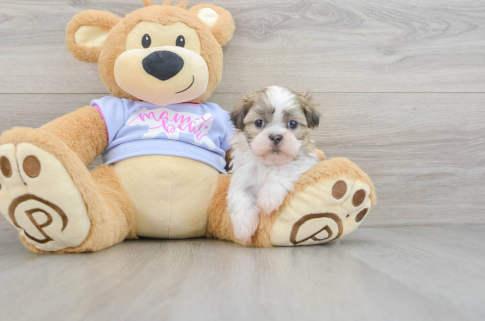 5 week old Teddy Bear Puppy For Sale - Premier Pups