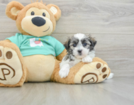 7 week old Teddy Bear Puppy For Sale - Premier Pups