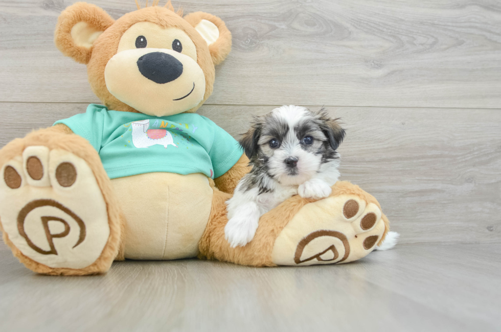 5 week old Teddy Bear Puppy For Sale - Premier Pups