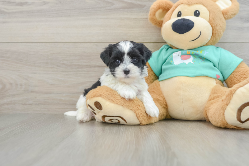 Meet Kristin - our Teddy Bear Puppy Photo 1/3 - Premier Pups