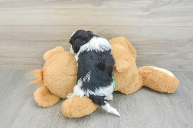 Meet Kristin - our Teddy Bear Puppy Photo 2/3 - Premier Pups