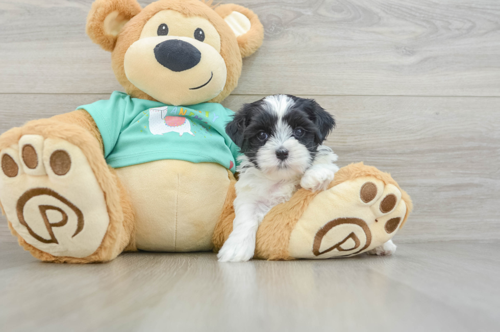 5 week old Teddy Bear Puppy For Sale - Premier Pups