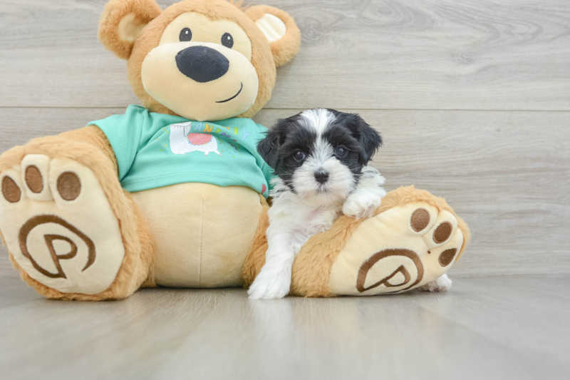 Meet Kristin - our Teddy Bear Puppy Photo 3/3 - Premier Pups