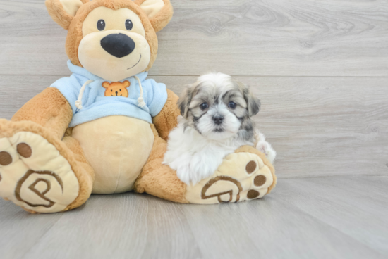 Petite Teddy Bear Designer Pup