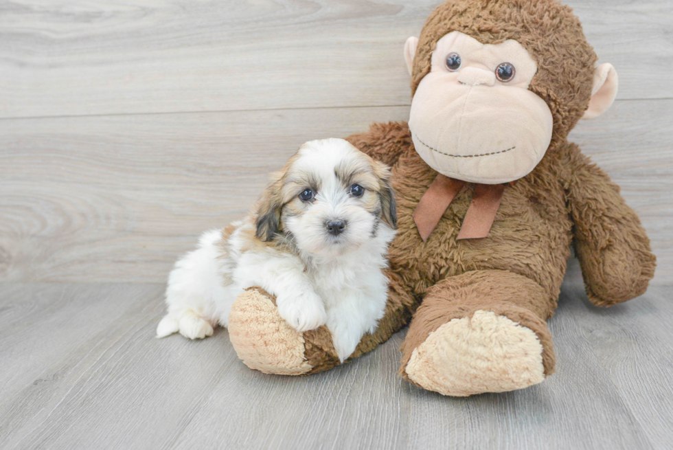 Teddy Bear Puppy for Adoption
