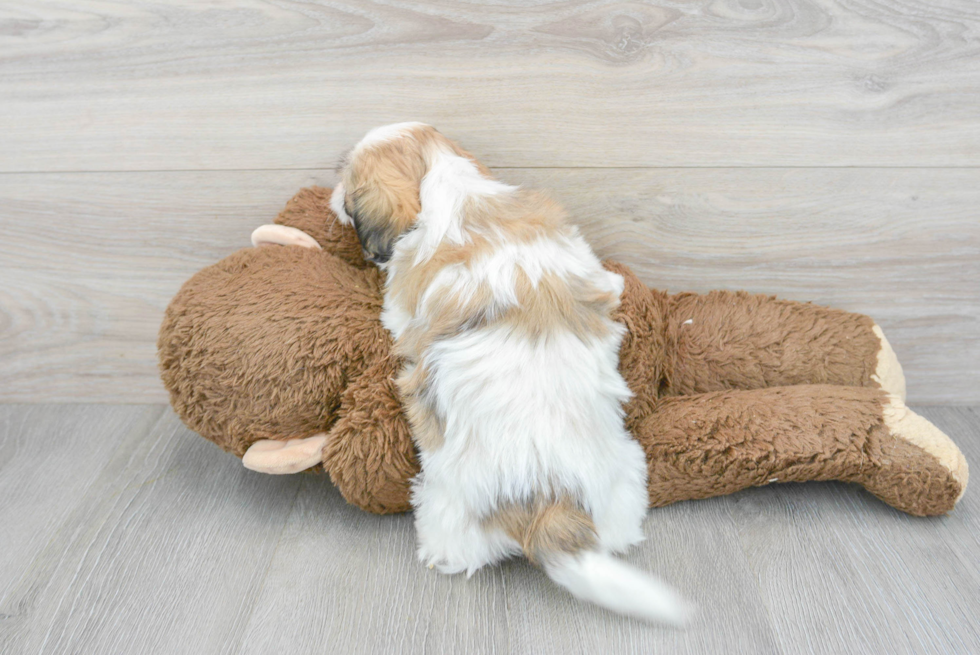 Best Teddy Bear Baby