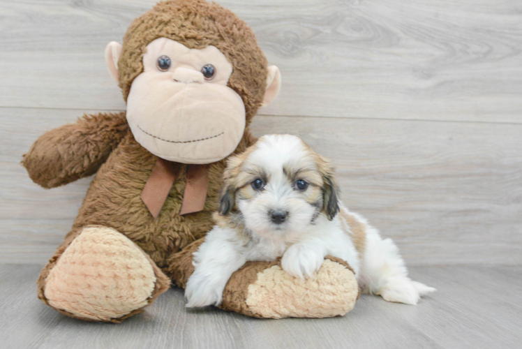 Teddy Bear Puppy for Adoption