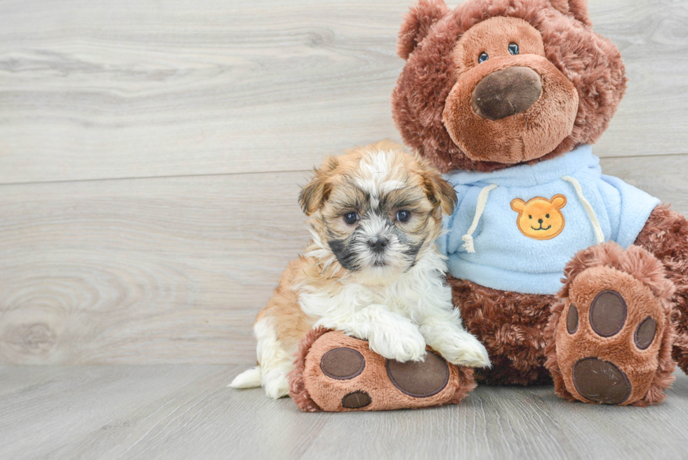 Teddy Bear Pup Being Cute