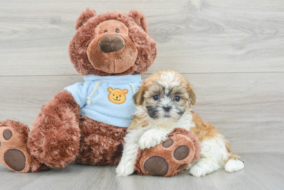 Best Teddy Bear Baby