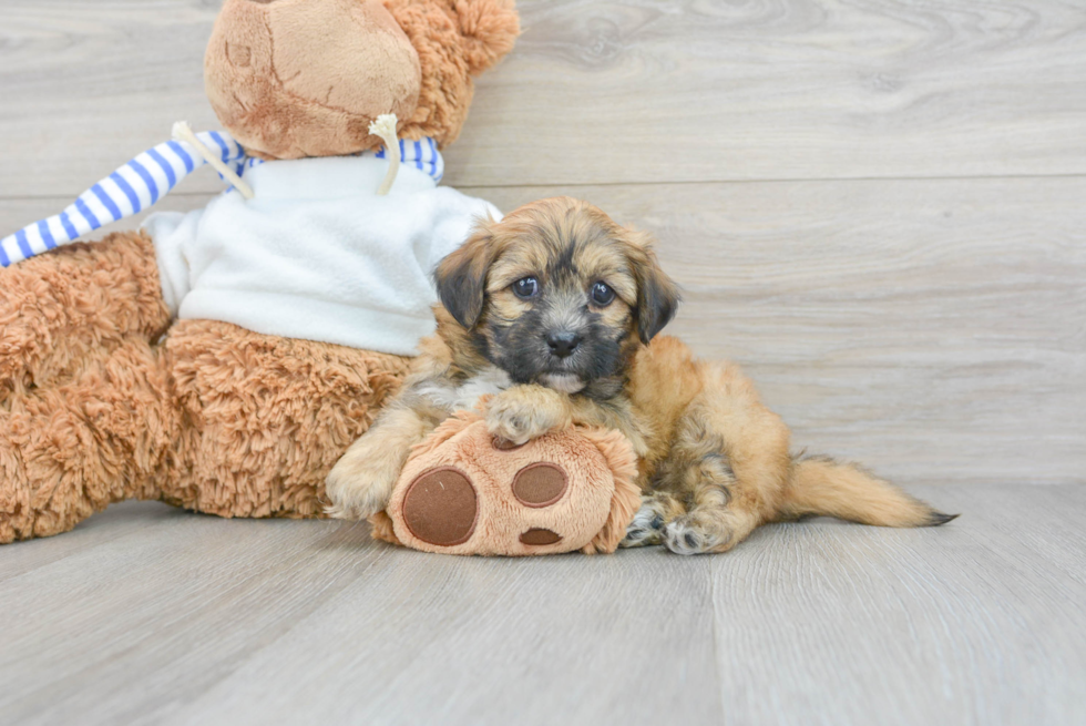 Petite Teddy Bear Designer Pup