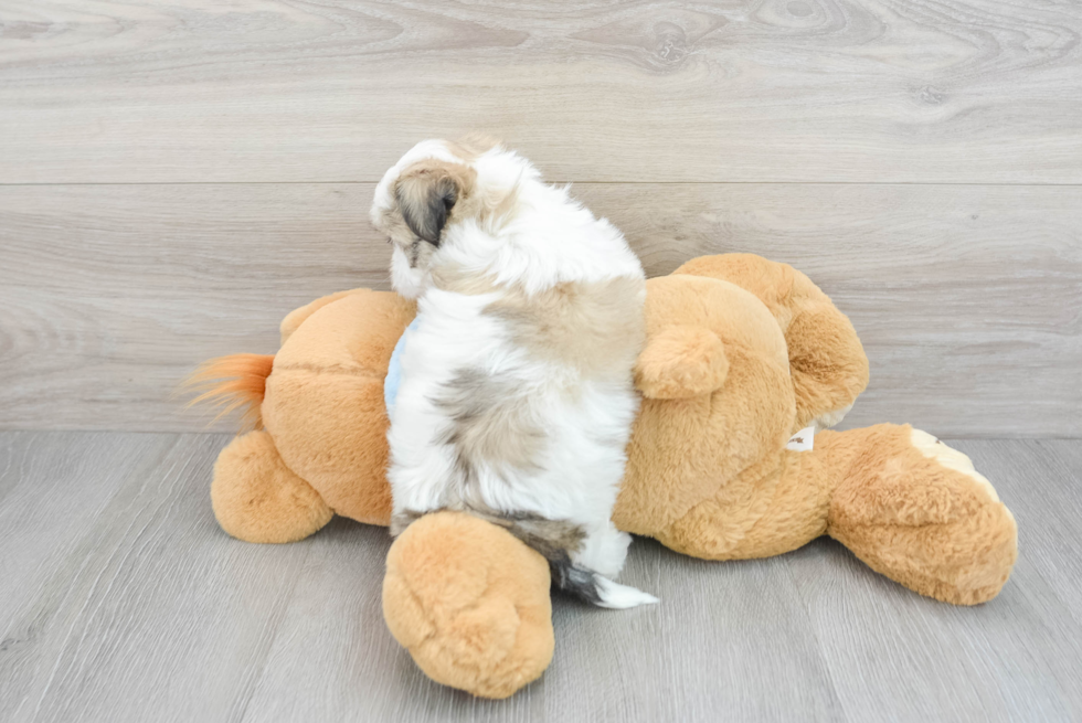 Teddy Bear Pup Being Cute