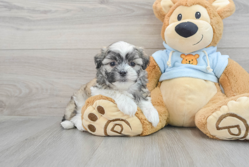 Teddy Bear Puppy for Adoption