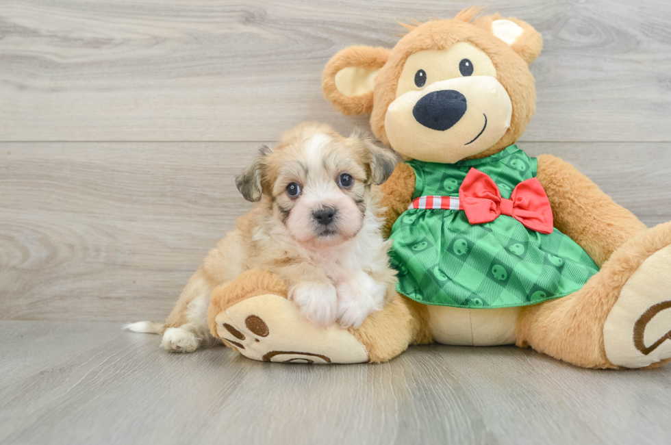 5 week old Teddy Bear Puppy For Sale - Premier Pups