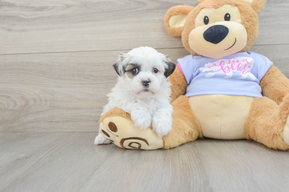 5 week old Teddy Bear Puppy For Sale - Premier Pups