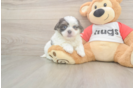 Best Teddy Bear Baby