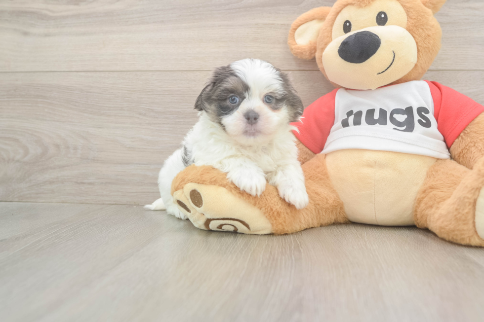 Best Teddy Bear Baby