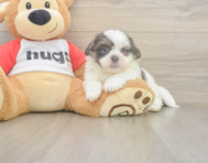 8 week old Teddy Bear Puppy For Sale - Premier Pups