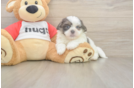 Teddy Bear Puppy for Adoption
