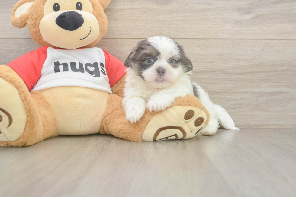 Teddy Bear Puppy for Adoption
