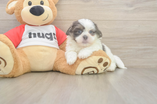 Teddy Bear Puppy for Adoption