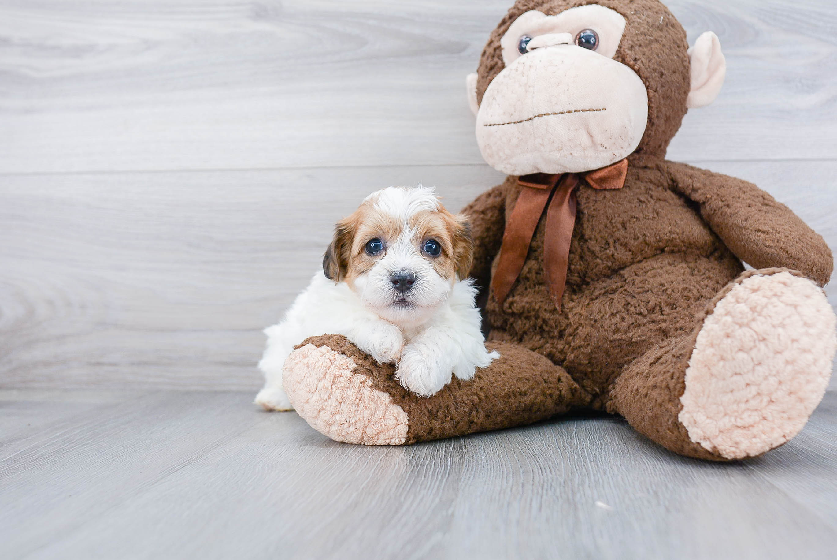 Playful Shi Chon Designer Puppy